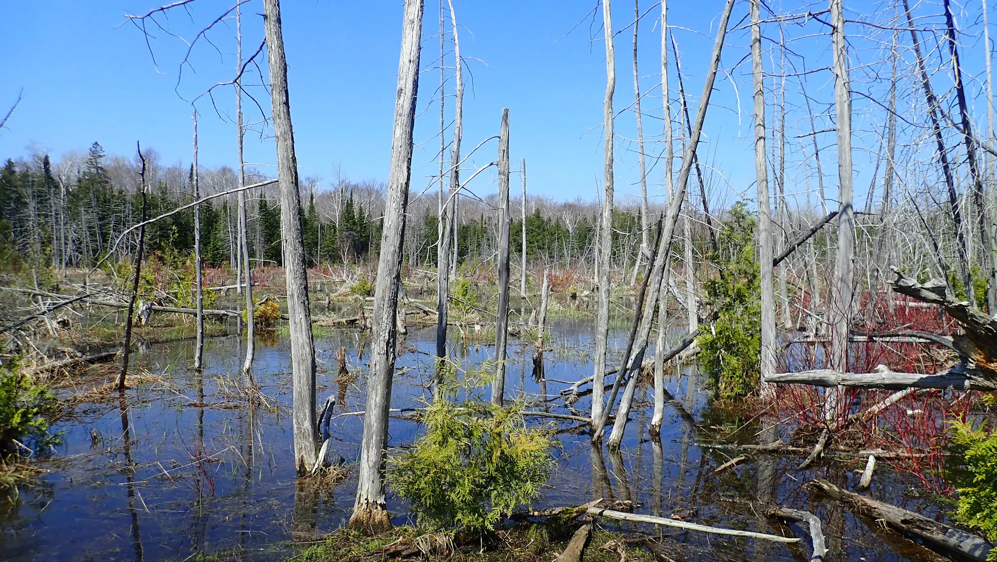 NCC Purchases Britain Lake Conservation Area North Of Lion’s Head