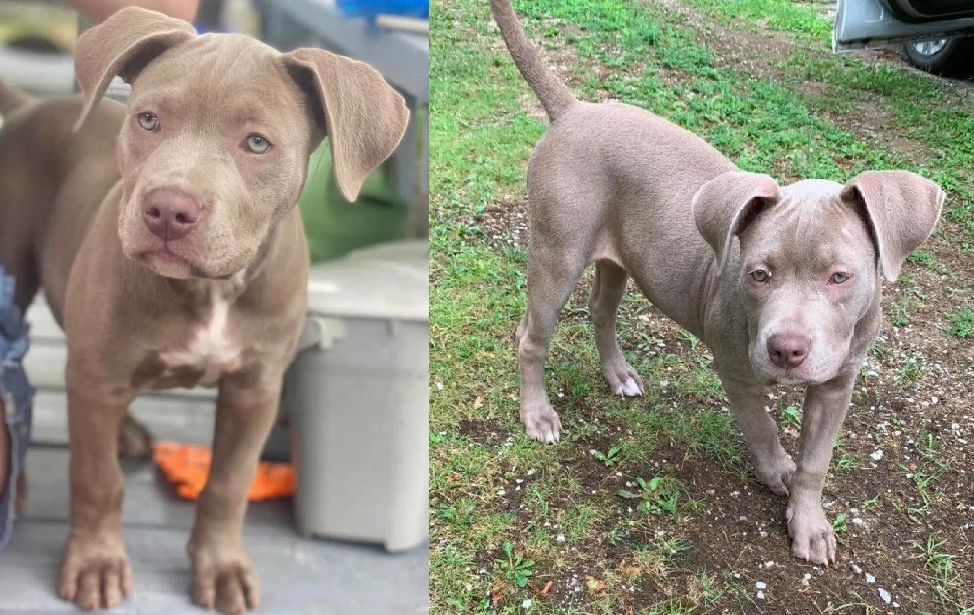 Lost Puppy In Gravenhurst