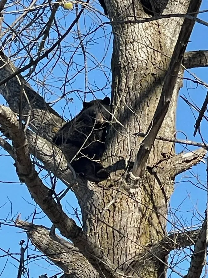 Brief Bear Scare In Orillia