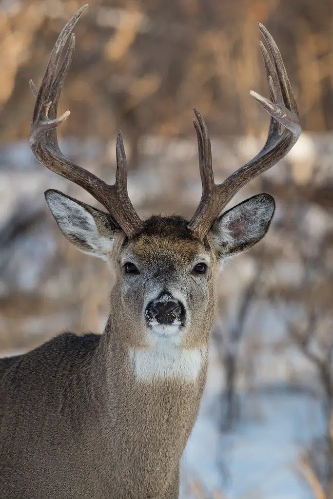 South Bruce OPP Provide Tips Following Multiple Deer Collisions