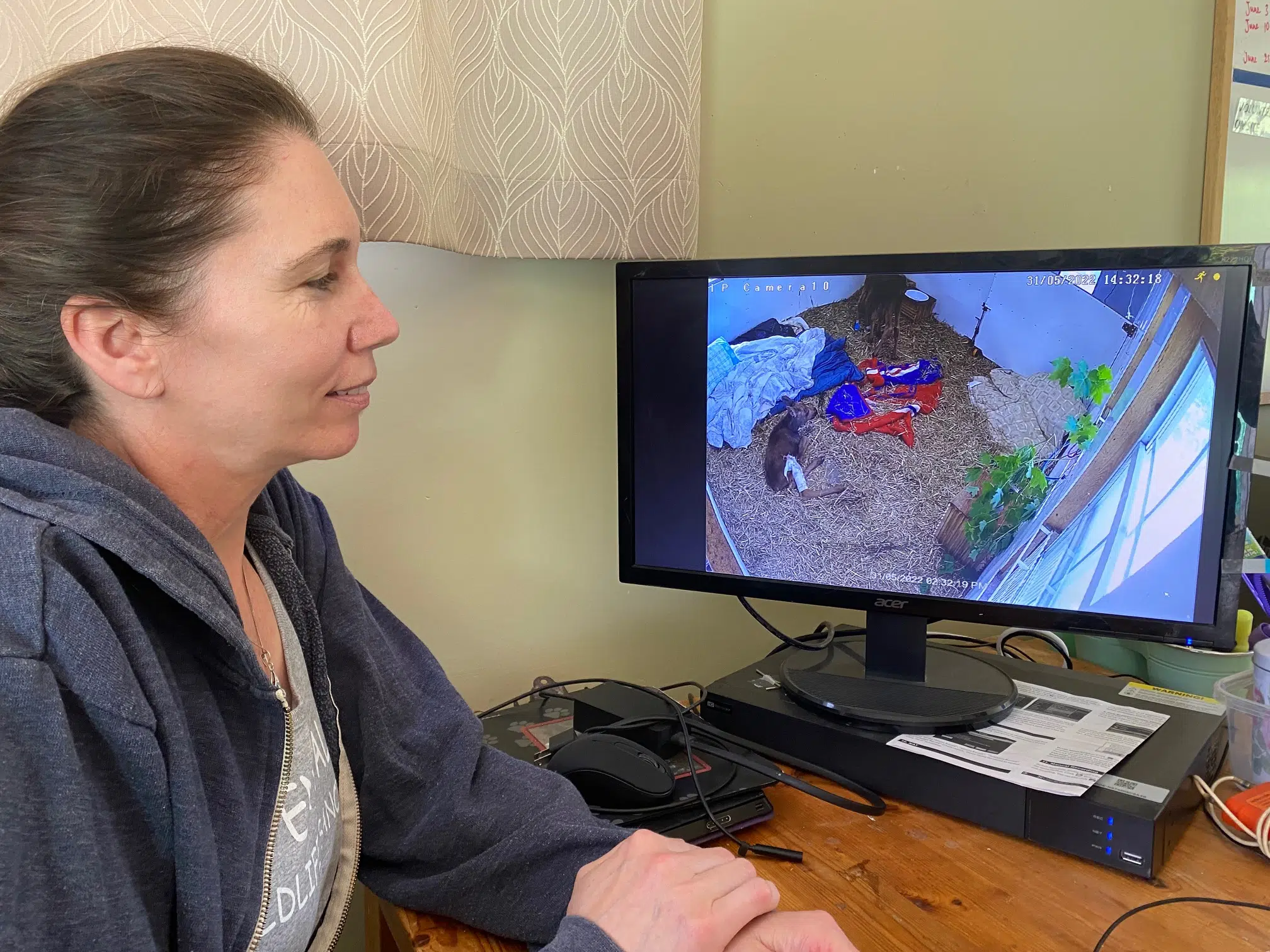 Aspen Valley Wildlife Sanctuary Asks Drivers to Slow Down