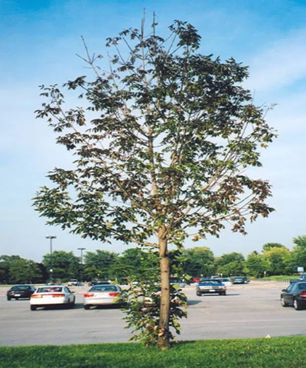 Emerald Ash Borer Infested Trees Near Owen Sound Harbour To Be Removed