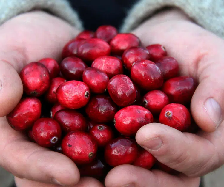 It's Bala Cranberry Festival Weekend