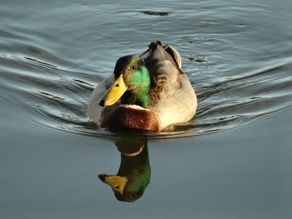 Ontario Federation Of Anglers And Hunters Hosts Meeting In Wiarton This Weekend