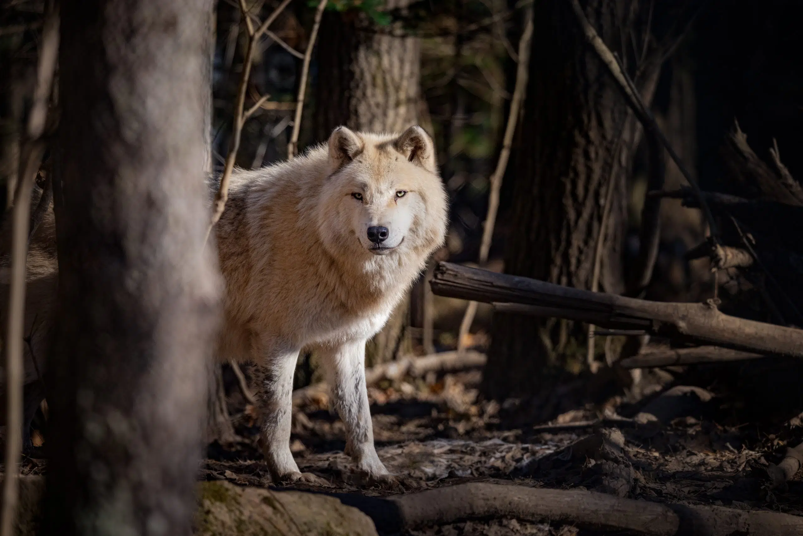 Putting Wildlife First At Aspen Valley Wildlife Sanctuary