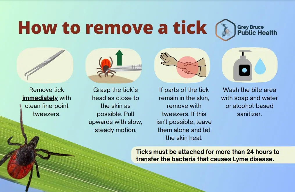 Grey Bruce Public Health Sharing Tips To Avoid Tick Bites, Lyme Disease