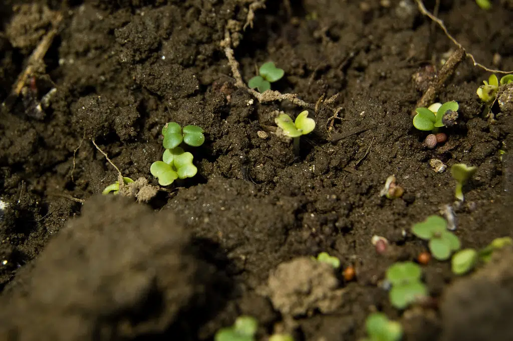 Georgian Soil And Crop Improvement Association Holding Zoom Event Discussing Soil Health