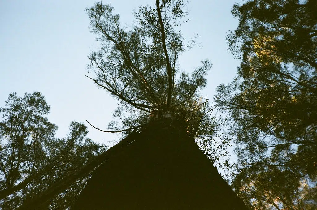 Saugeen Valley Conservation Authority To Begin Tree Removal At Stoney Island Conservation Area