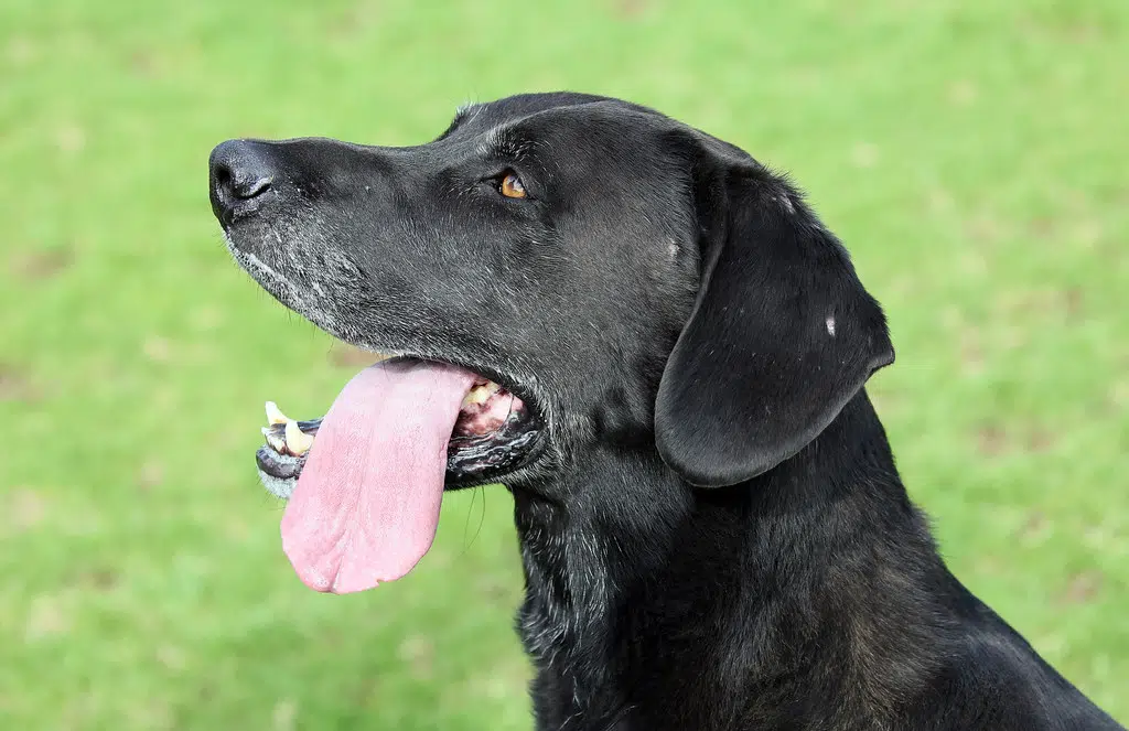 Citizen Group Working To Establish Dog Park In Shallow Lake