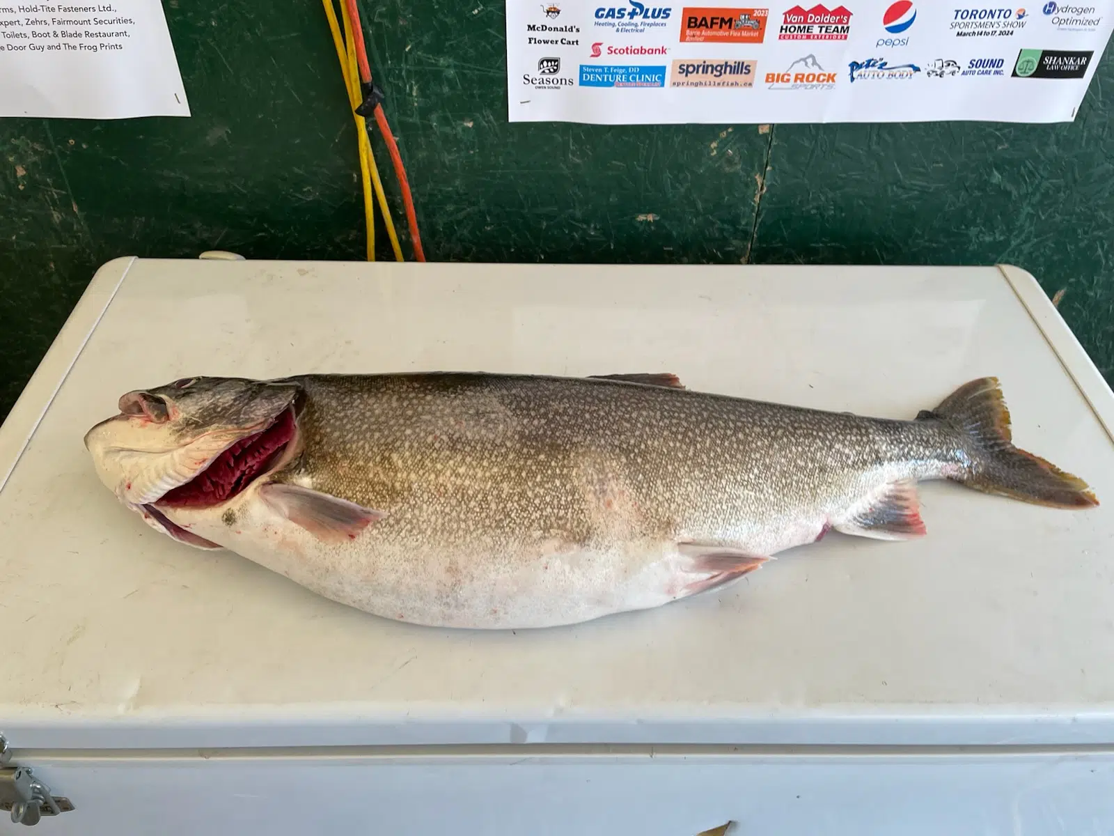 New Trout Leader At Owen Sound Salmon Spectacular