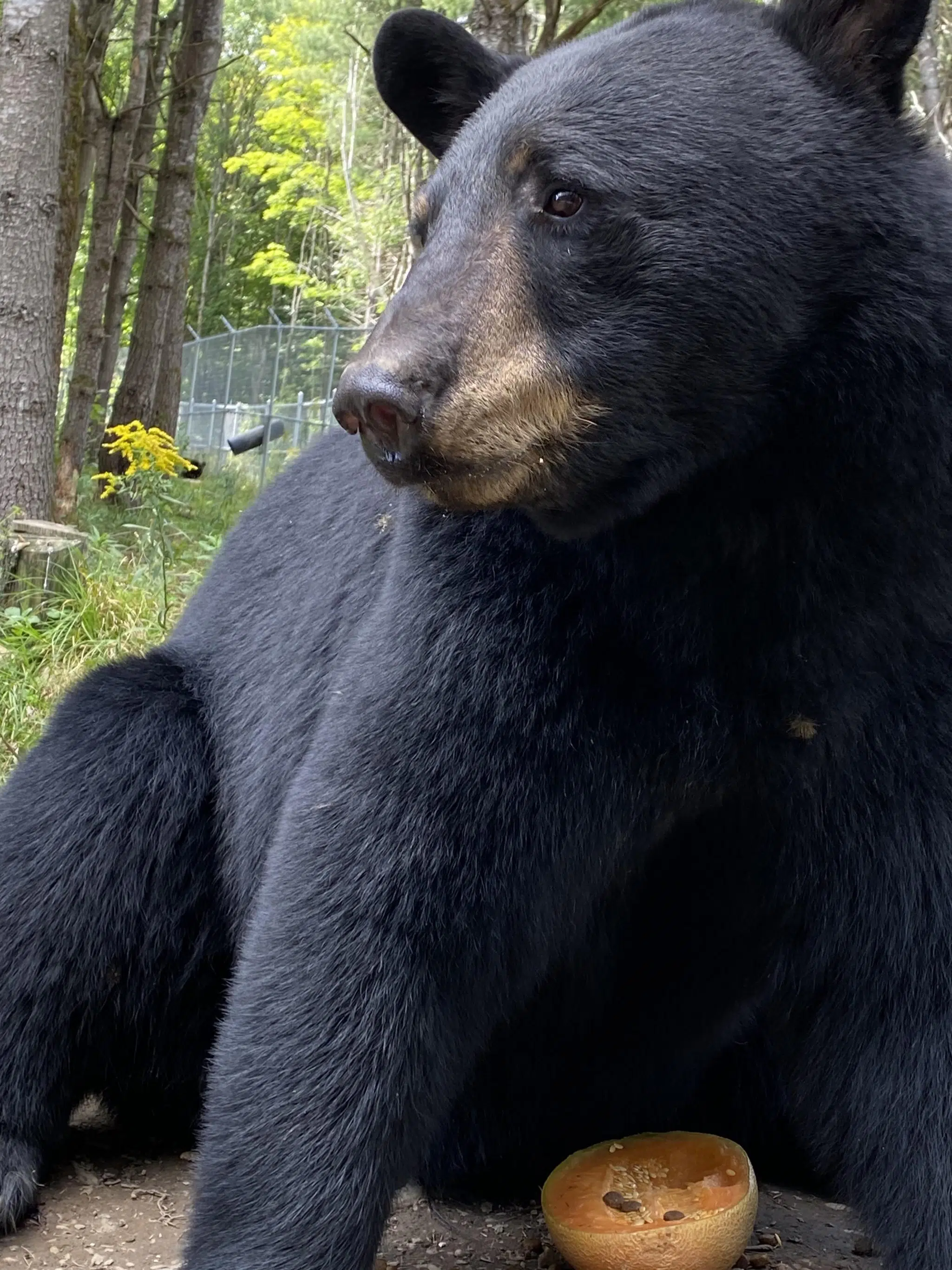 From Marineland to Aspen Valley Wildlife Sanctuary