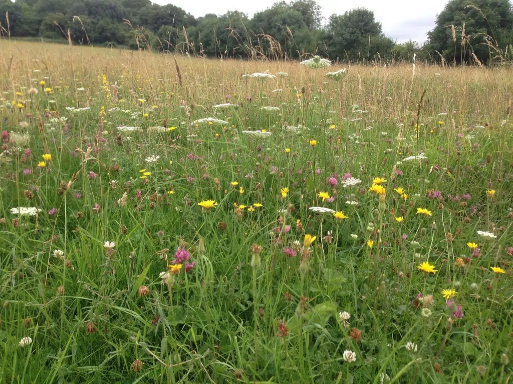 Wildflower Gardens Proposed For Saugeen Shores Town Properties