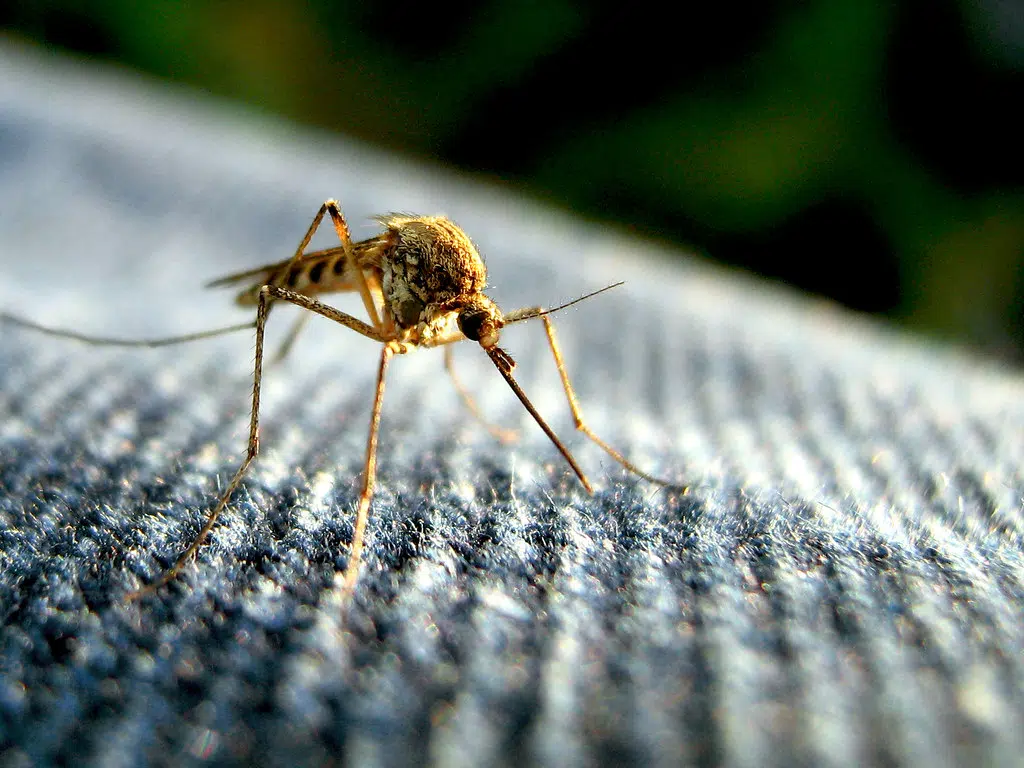 West Nile Confirmed In Mosquitoes Trapped In Brockton