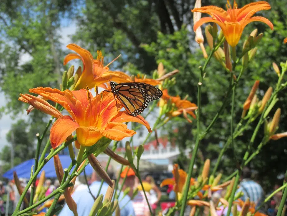 Butterfly Release Campaign For Hospice Muskoka Underway Country 102