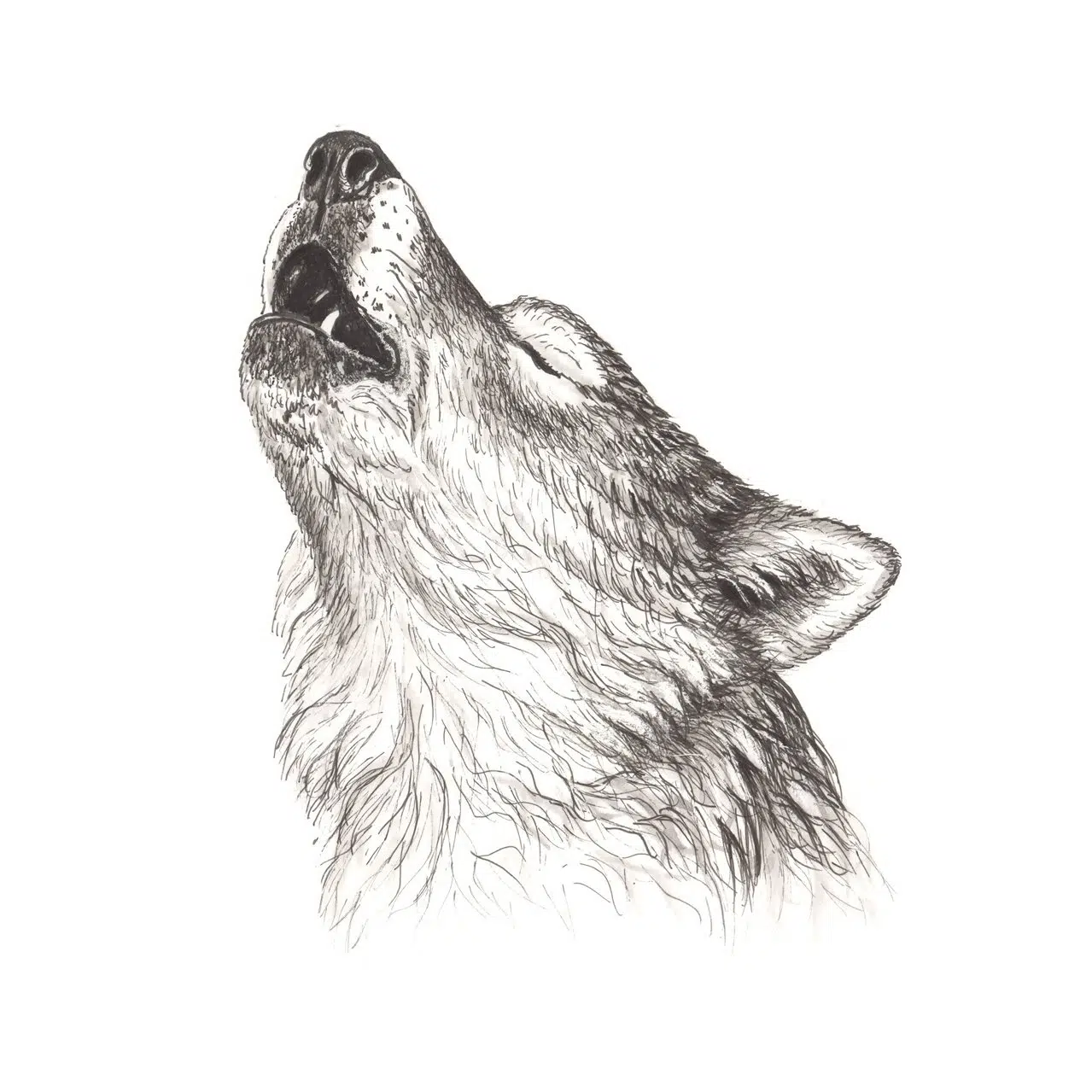 Public Wolf Howls Cancelled At Algonquin Park For 2020