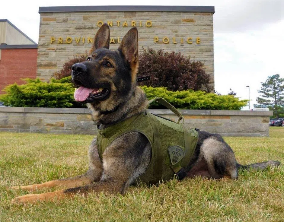 OPP Canine Unit Helps Nab Suspect In Wingham