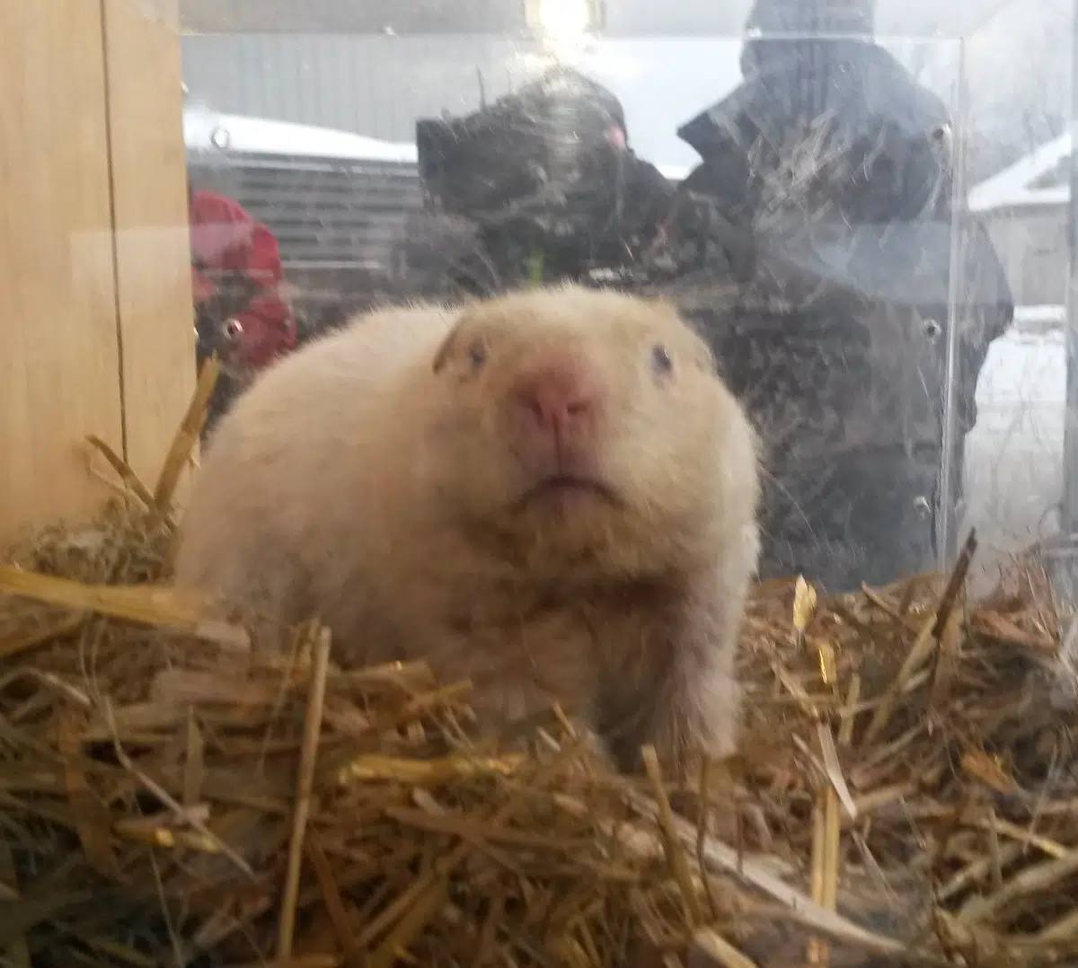 Wiarton Willie Predicts An Early Spring | Mix 106.5