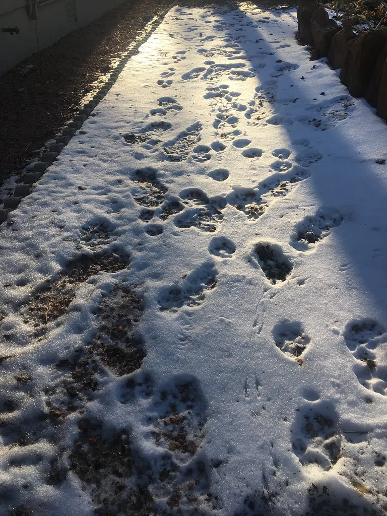 Fresh Snow Tracks Help OPP Find Thief In Goderich