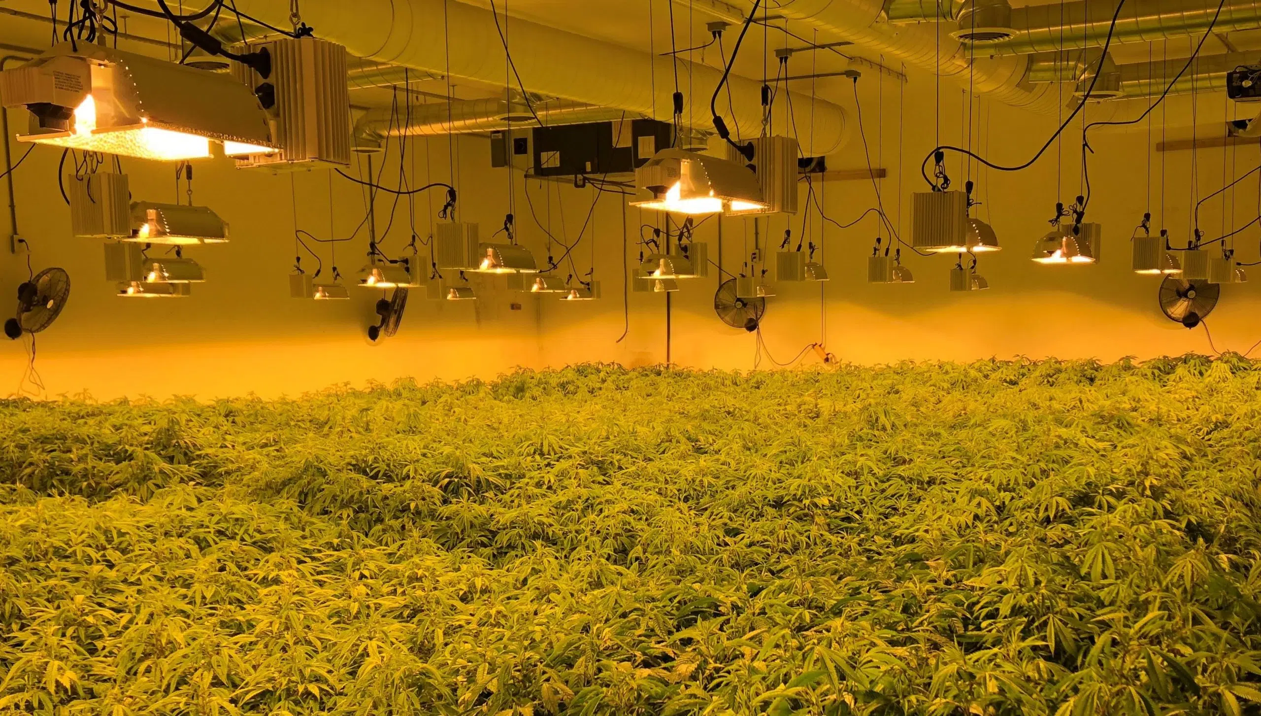 “High Quality, Professional” Grow Op Raided in Tiny Township.