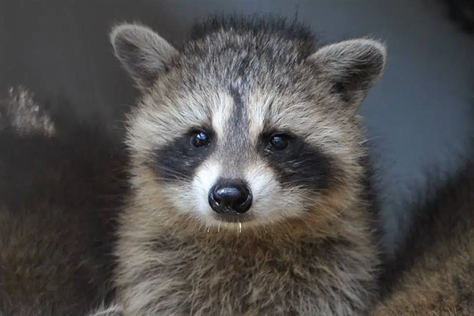 Aspen Valley Wildlife Sanctuary Provides Advice On What To Do When Encountering Raccoons