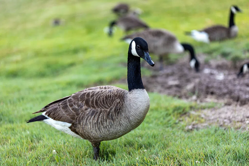 Huntsville Provides Update On Geese In Parks