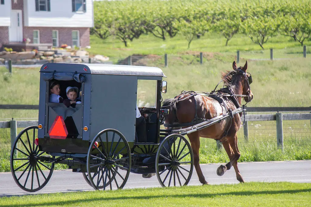 SUV Collides With Horse Drawn Buggy Near Whitechurch | Country 104.9