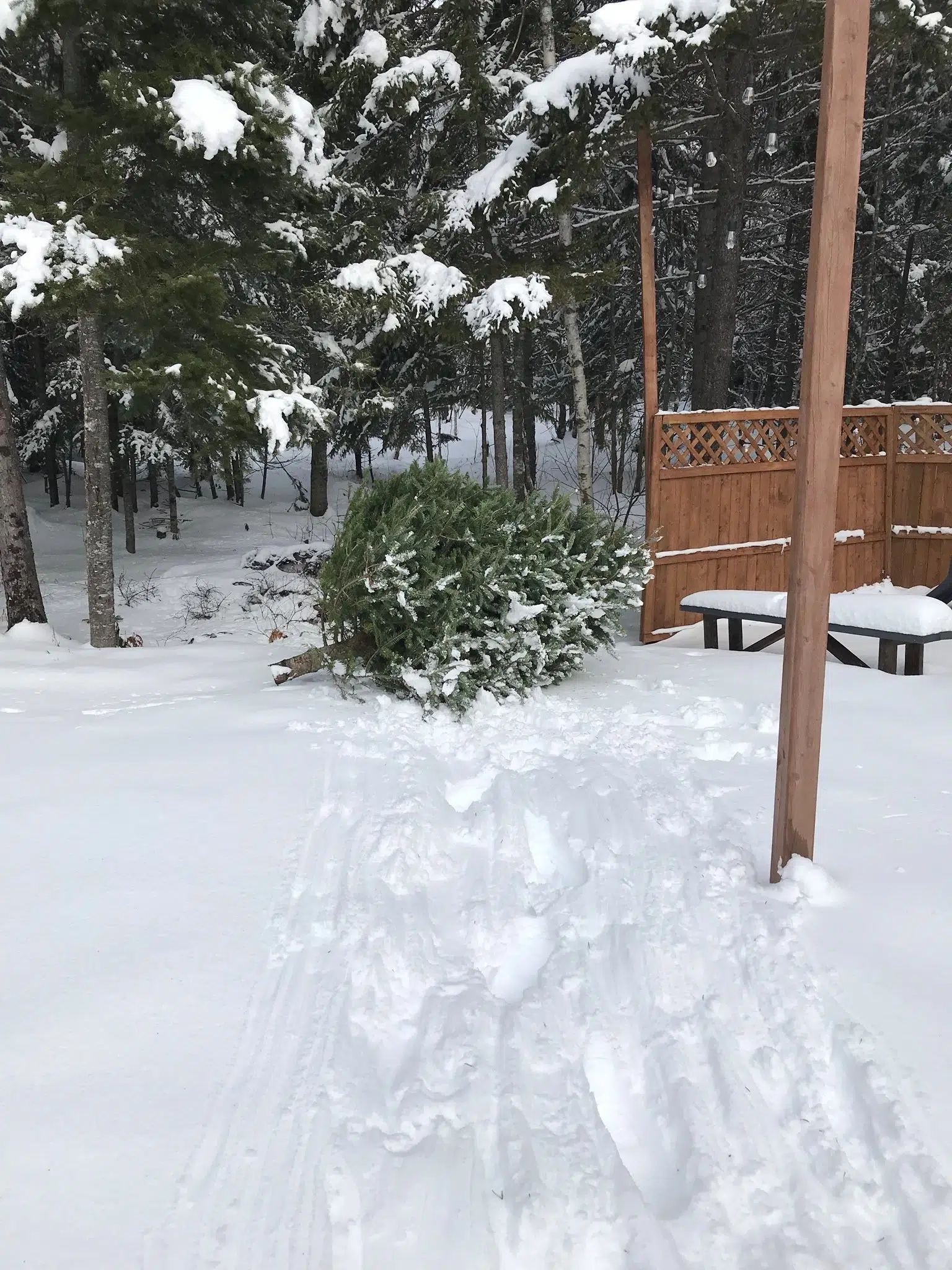 Conservancy Group Says Putting Your Christmas Tree In Your Yard Helps