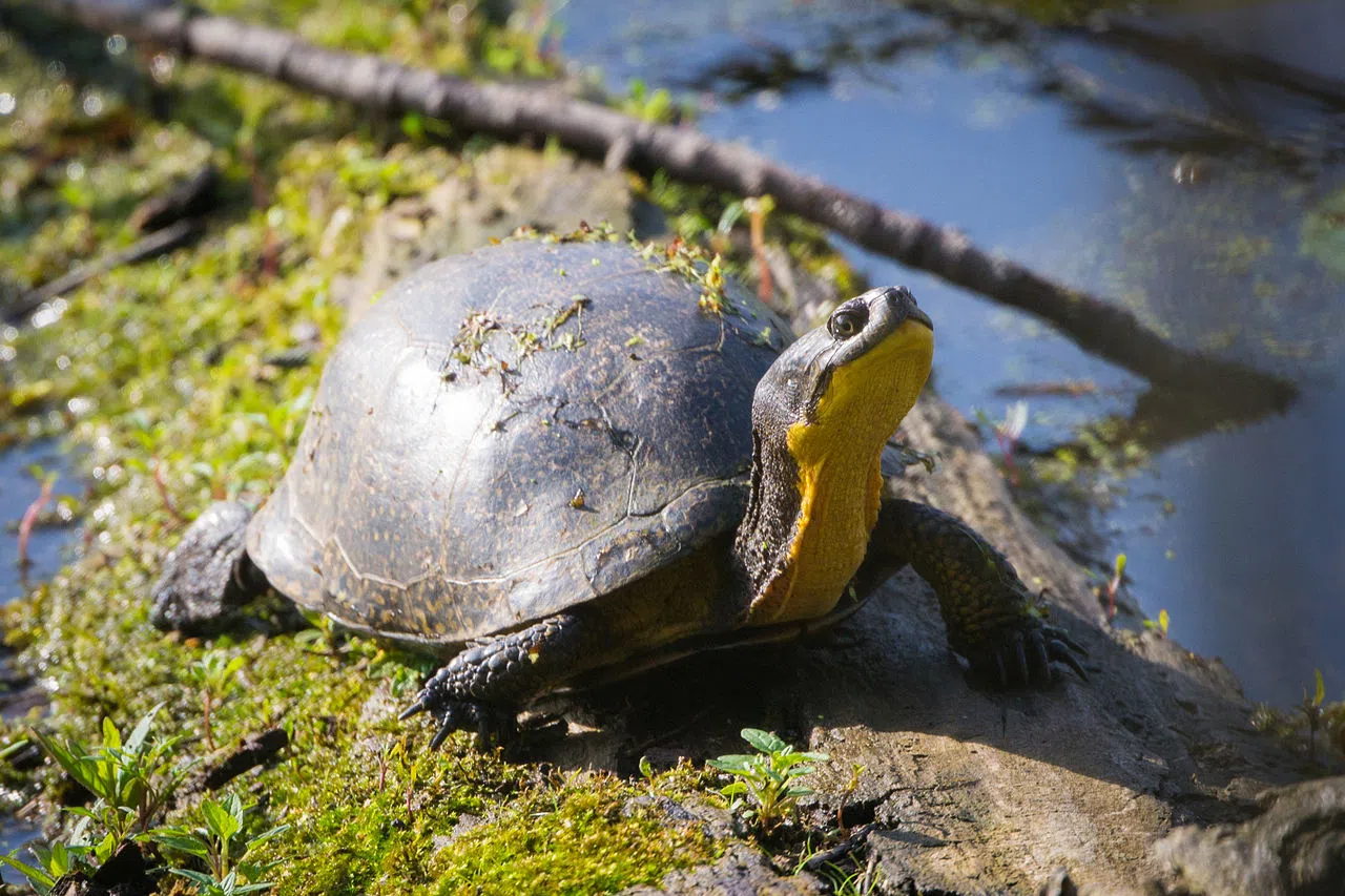 NCC Reminds Motorists To Watch For Turtles | Country 93