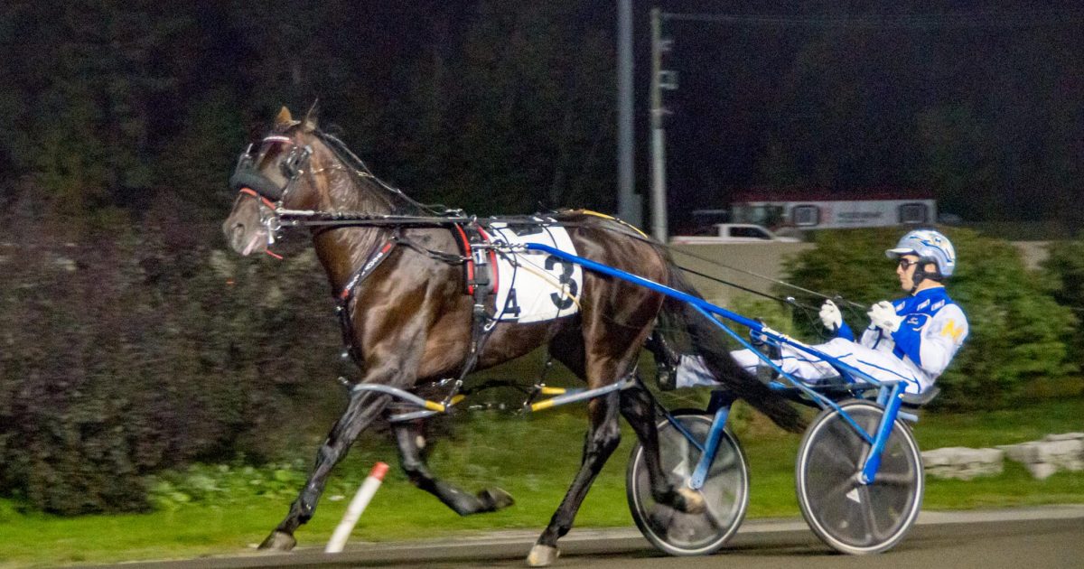 LandMark 16. Interview with Howard Pearce of LandMark Stables - Vimarsana News