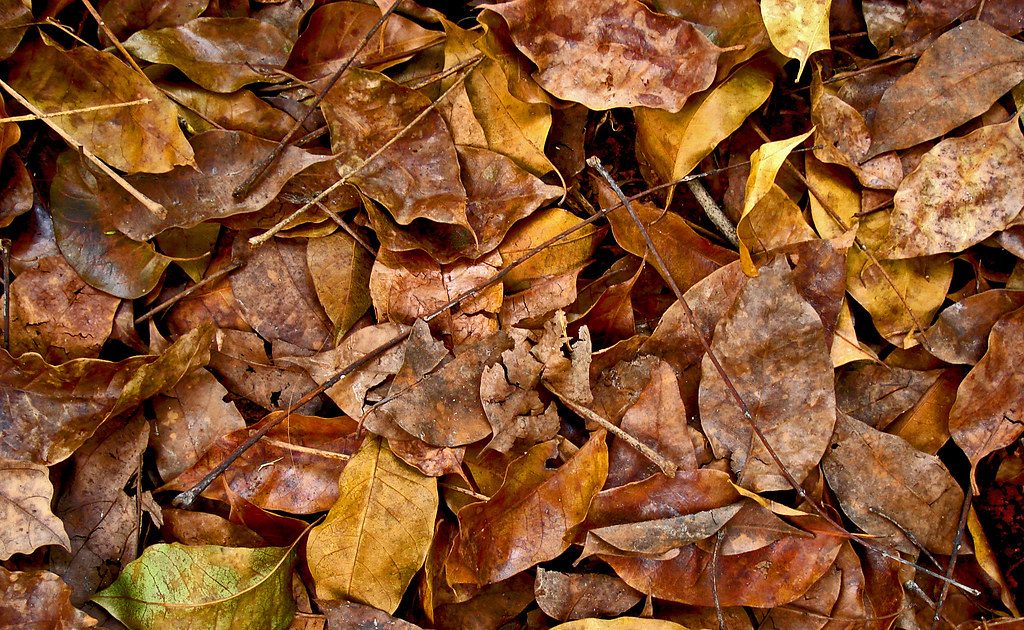 Staffing Could Be Considered To Combat Non-Resident Use Of Owen Sound Compost Site - Vimarsana News