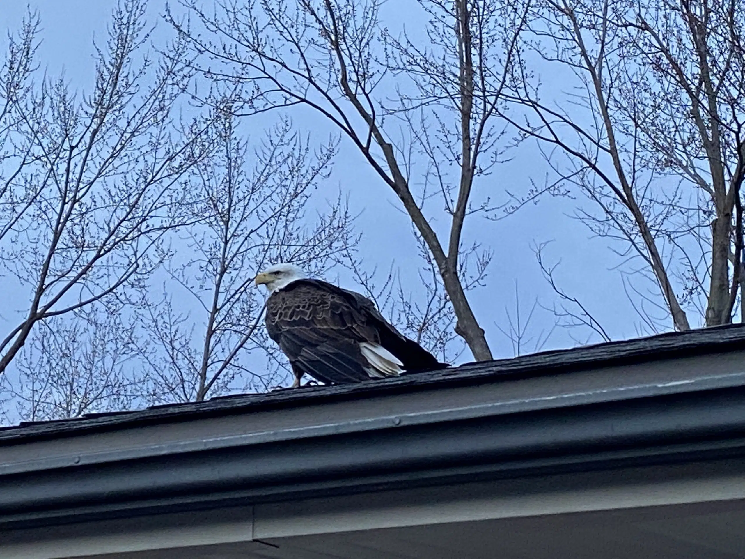 Injured bald eagle found on east Emporia rooftop now in care of
