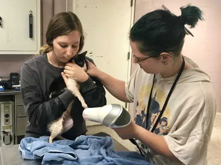 PET RESCUE Animal Shelter extends adoption special, adjusts public