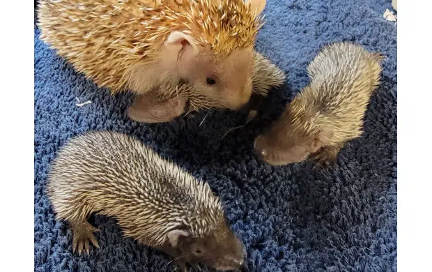 Trio of hedgehog tenrec babies born at David Traylor Zoo; recently-born ...