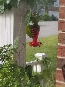 Hummingbird in Hermitage, Tennessee 