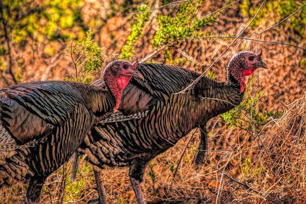 Harvest Numbers For Youth Turkey Season Announced Decatur Radio
