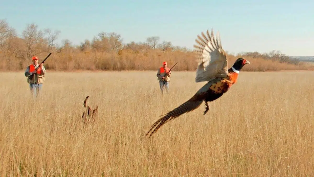 Pheasant Hunting Season opens Saturday morning in Minnesota KTWB Big