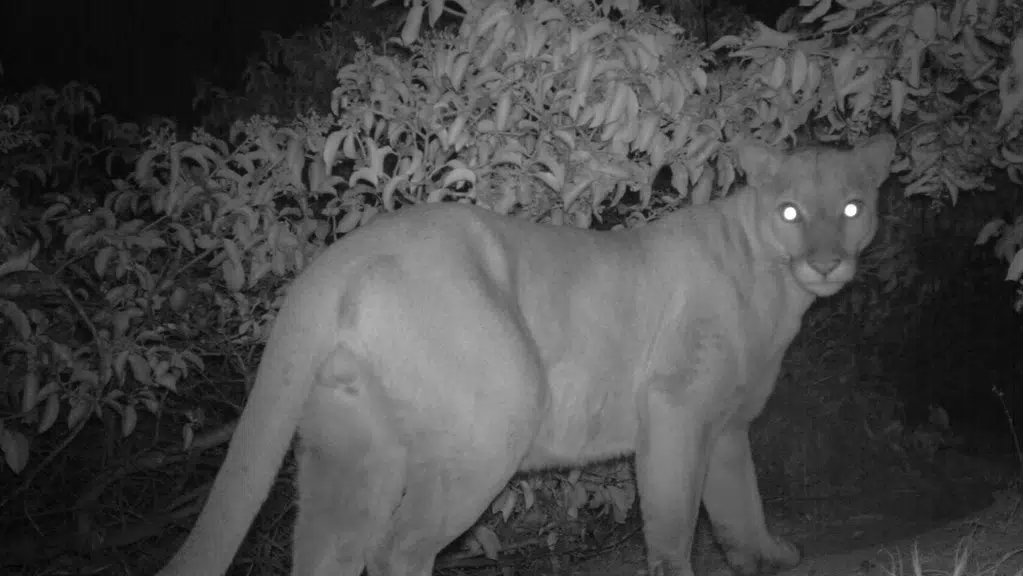 mountain lion sightings in texas 2020