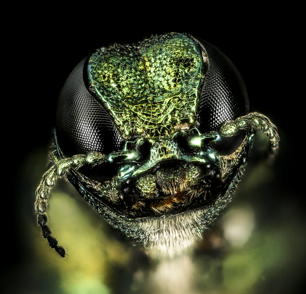 Emerald ash borers detected in Brandon - Vimarsana News