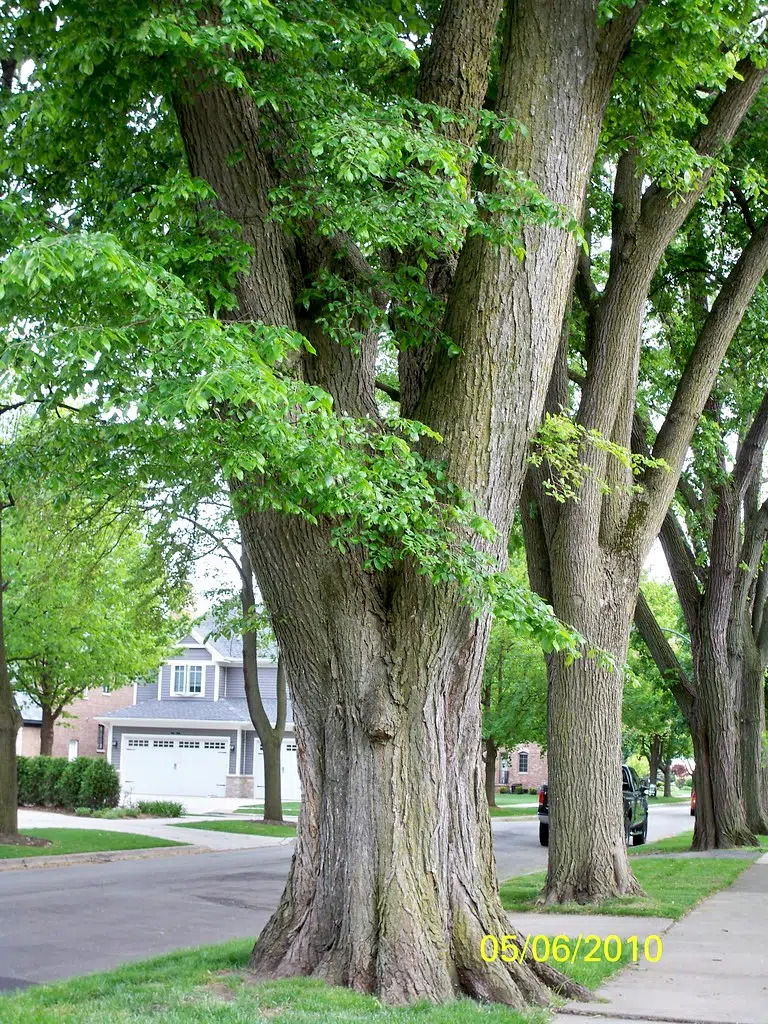The City of Sioux Falls has some summertime tree reminders KELOAM