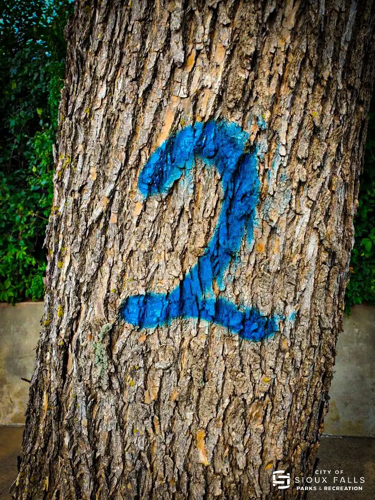 What it means if you see a marked tree in Sioux Falls KELOAM