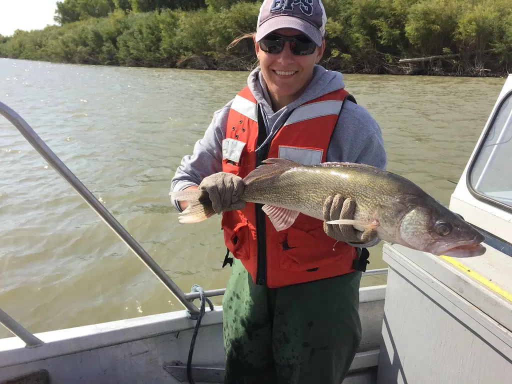 That’s a nice fish! Walleye season opens May 7 on Iowa’s Great Lakes