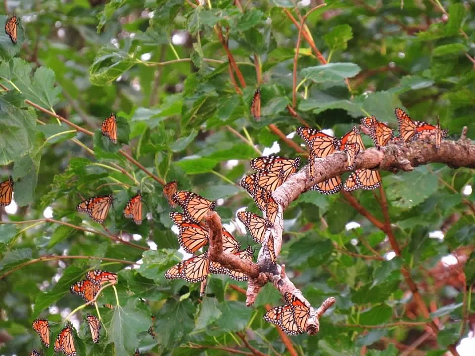 Monarch butterflies added to endangered species list KELOAM