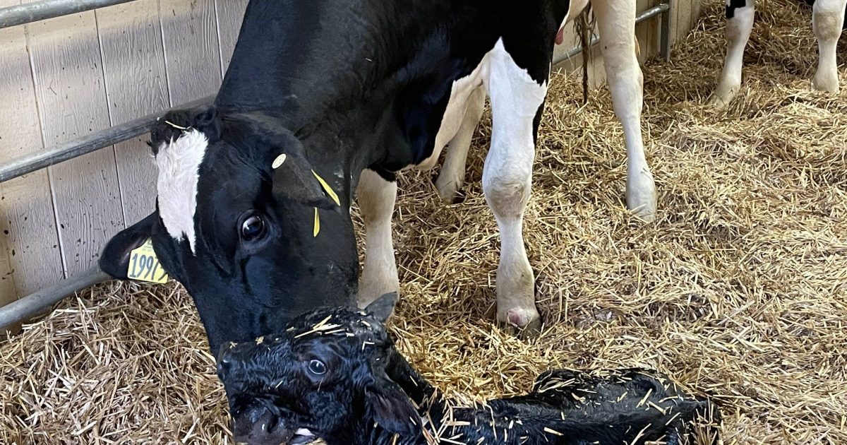 A baby was born at the Sioux Empire Fair - Vimarsana News