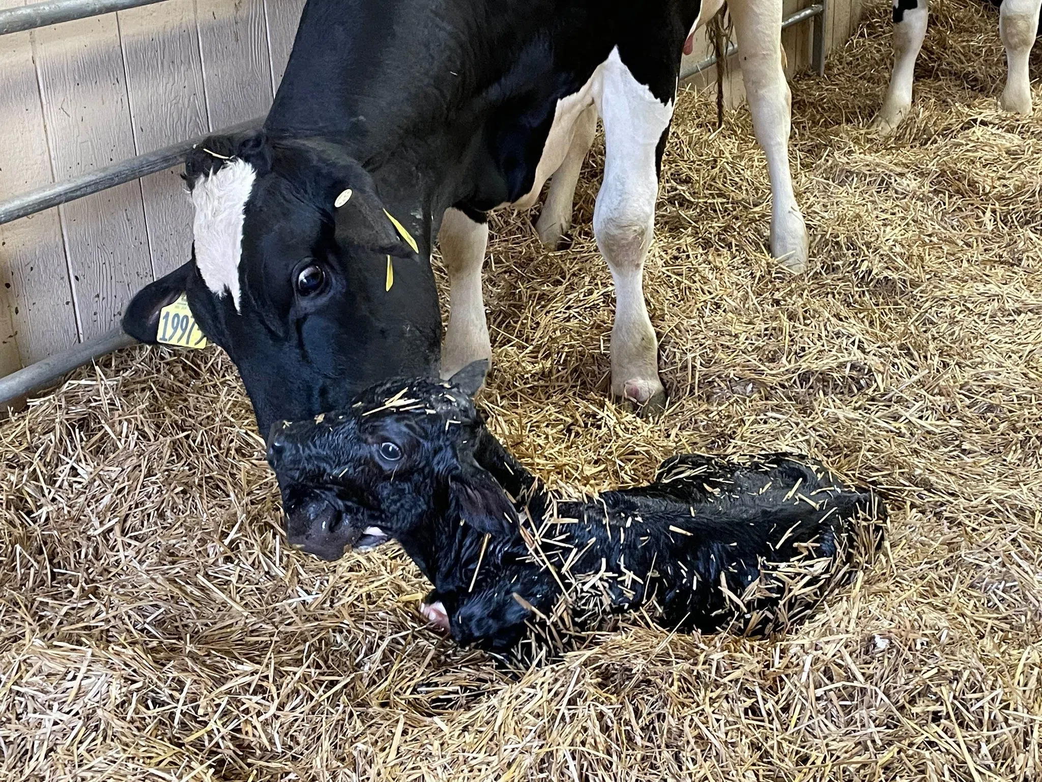 A Baby Was Born At The Sioux Empire Fair 