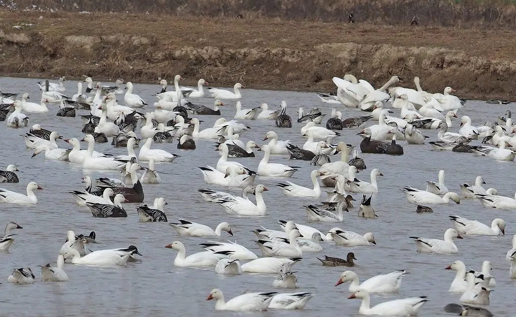 SDGF&P: Recent video showing Snow geese lining lake shore died from ...