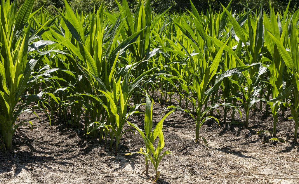 Crops throughout main corn and soybean belt may be in trouble - Vimarsana News