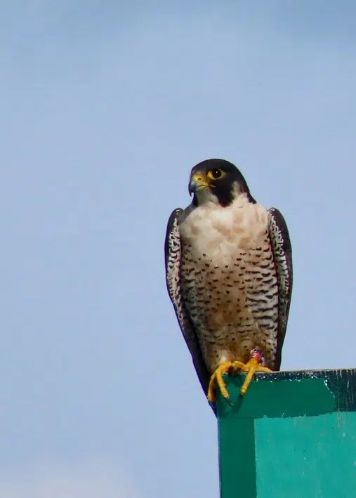 Duluth Hatched Falcon Spotted In Texas | 97.9 WEVE