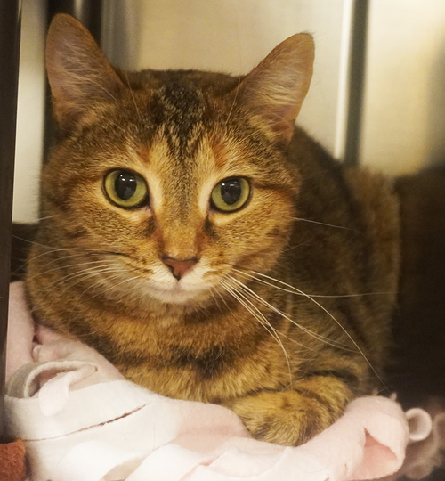 Big Country's "Pet Of The Week" is…TASHA! (November 3rd, 2021) - Vimarsana News