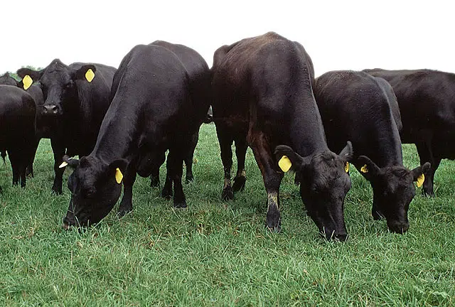 American Angus Association