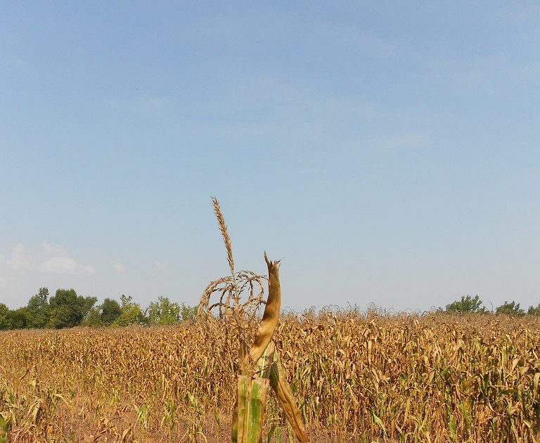 Drought Worsens in a Very Dry June - Vimarsana News